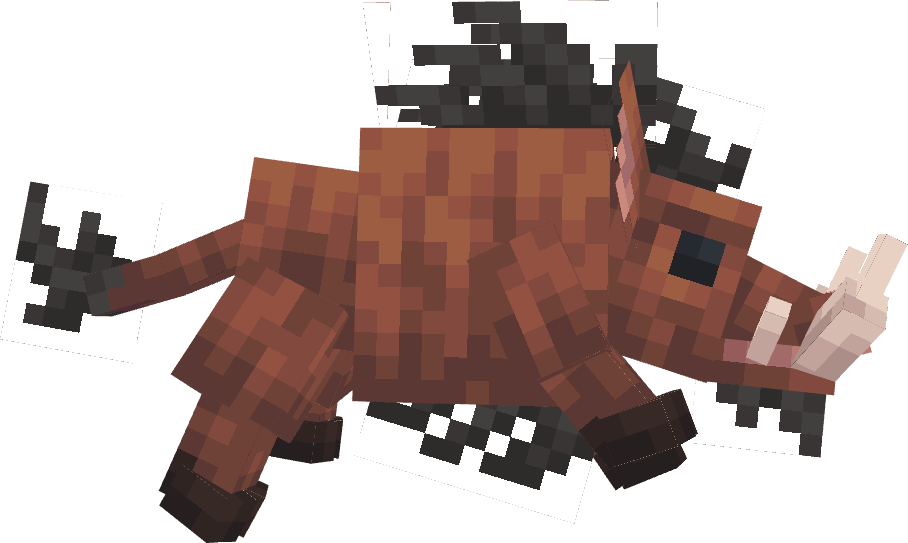 Boar