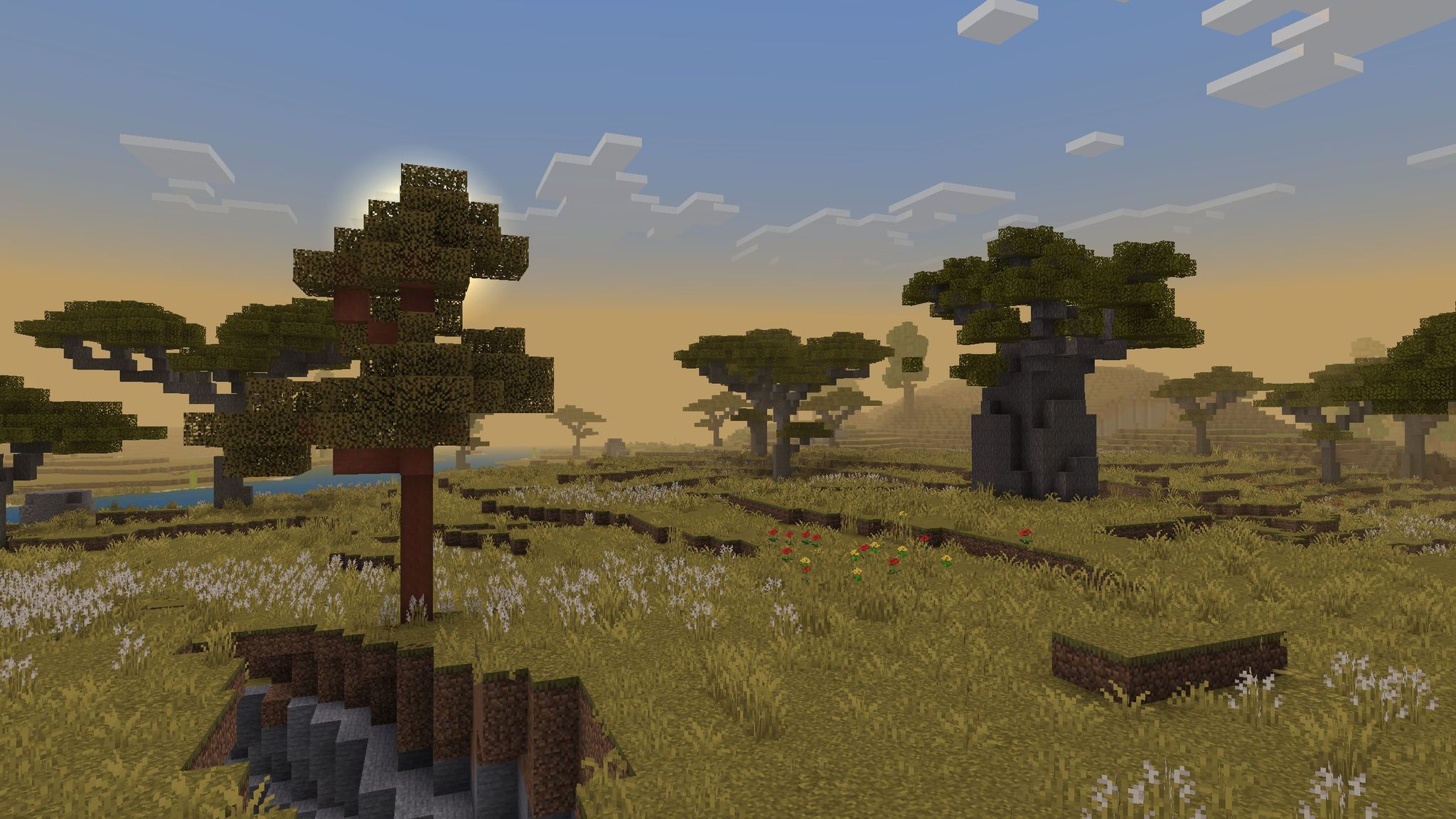 Savanna