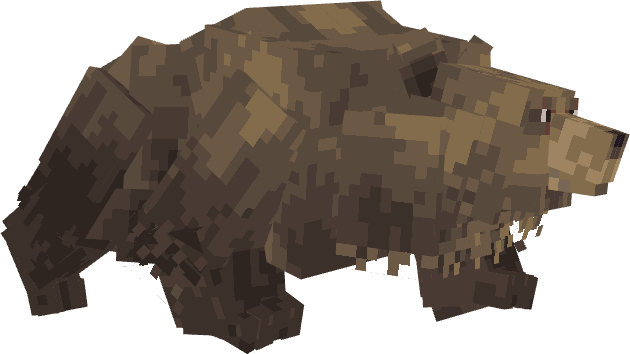 Grizzly Bear