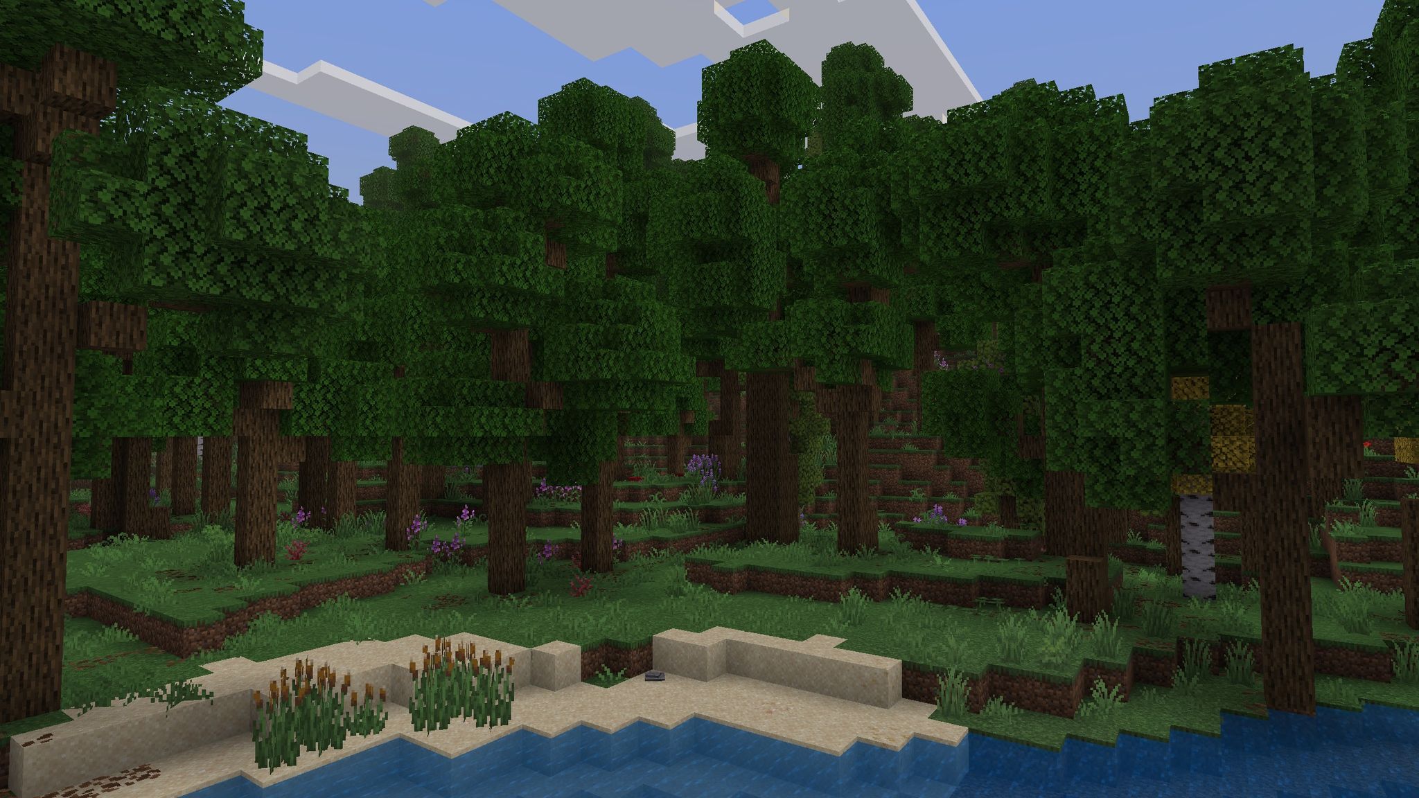 Forest