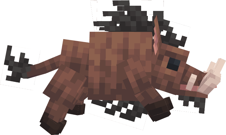 Boar